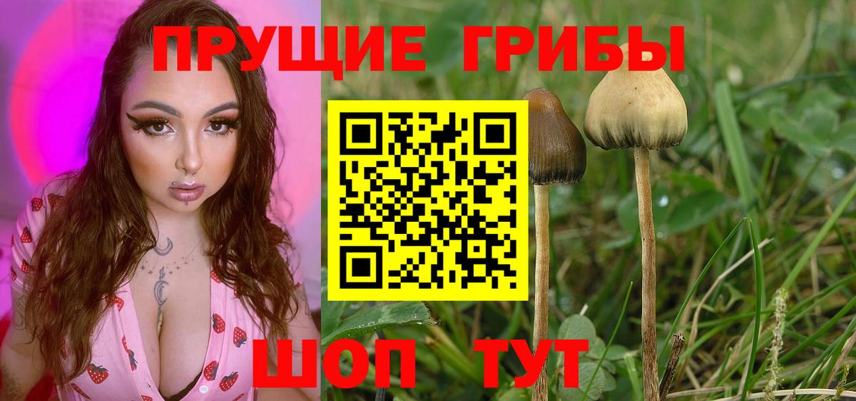Псилоцибиновые грибы Cubensis Новоалтайск